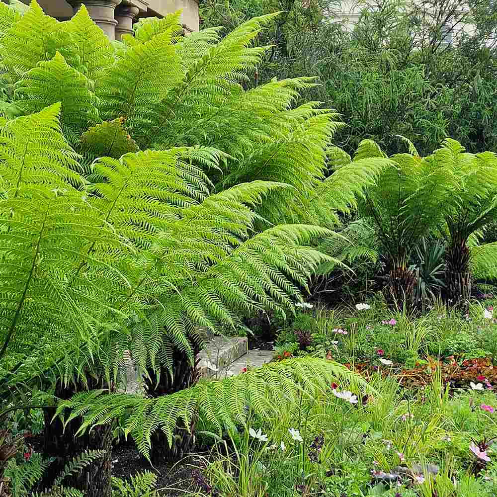 Feriga Copac (Dicksonia Antartica) - VERDENA - 30 cm, ghiveci de 1.2 l