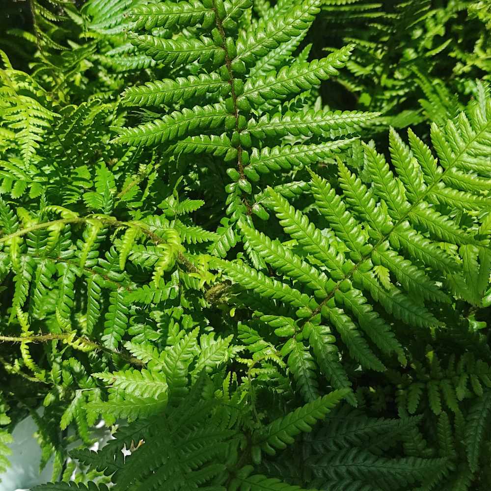 Feriga Falsa Masculina (Dryopteris Affinis) - VERDENA - 40 cm inaltime, ghiveci de 3 l