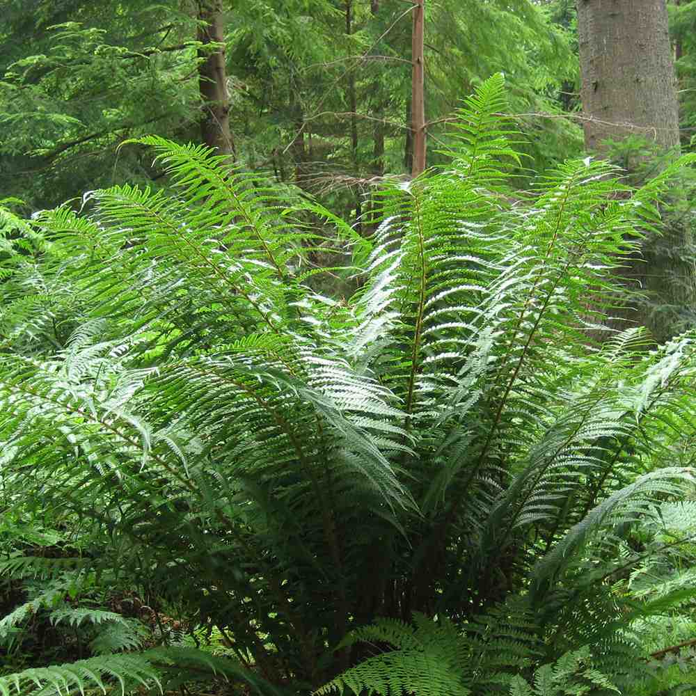 Feriga Regala (Dryopteris Filix-Mas) The King - VERDENA-20-40 cm inaltime, livrat in ghiveci de 2 l