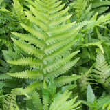 Feriga Regala (Dryopteris Filix-Mas) The King - VERDENA-20-40 cm inaltime, livrat in ghiveci de 2 l