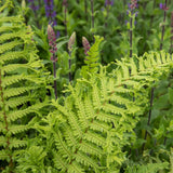 Feriga Regala (Dryopteris Filix-Mas) The King - VERDENA-20-40 cm inaltime, livrat in ghiveci de 2 l