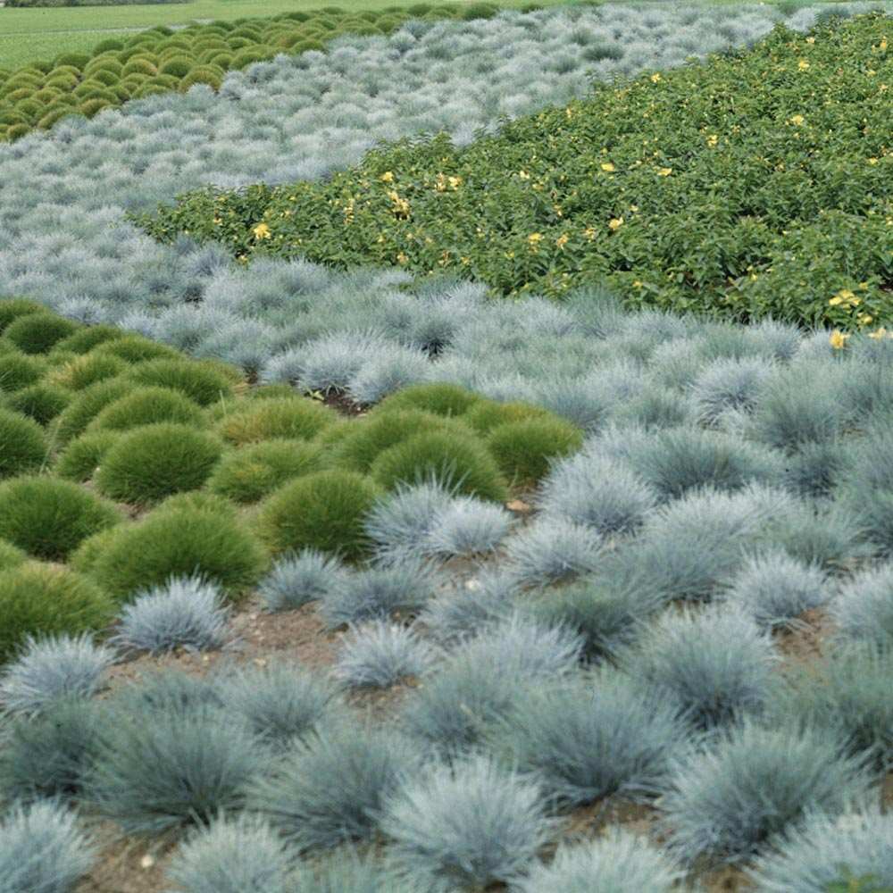 Festuca Glauca (Iarba Albastra) Intens Blue