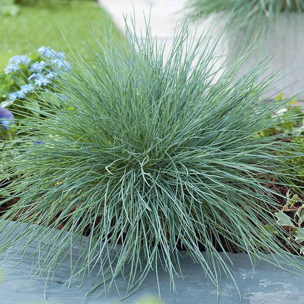 Festuca Glauca (Iarba Albastra) Intens Blue