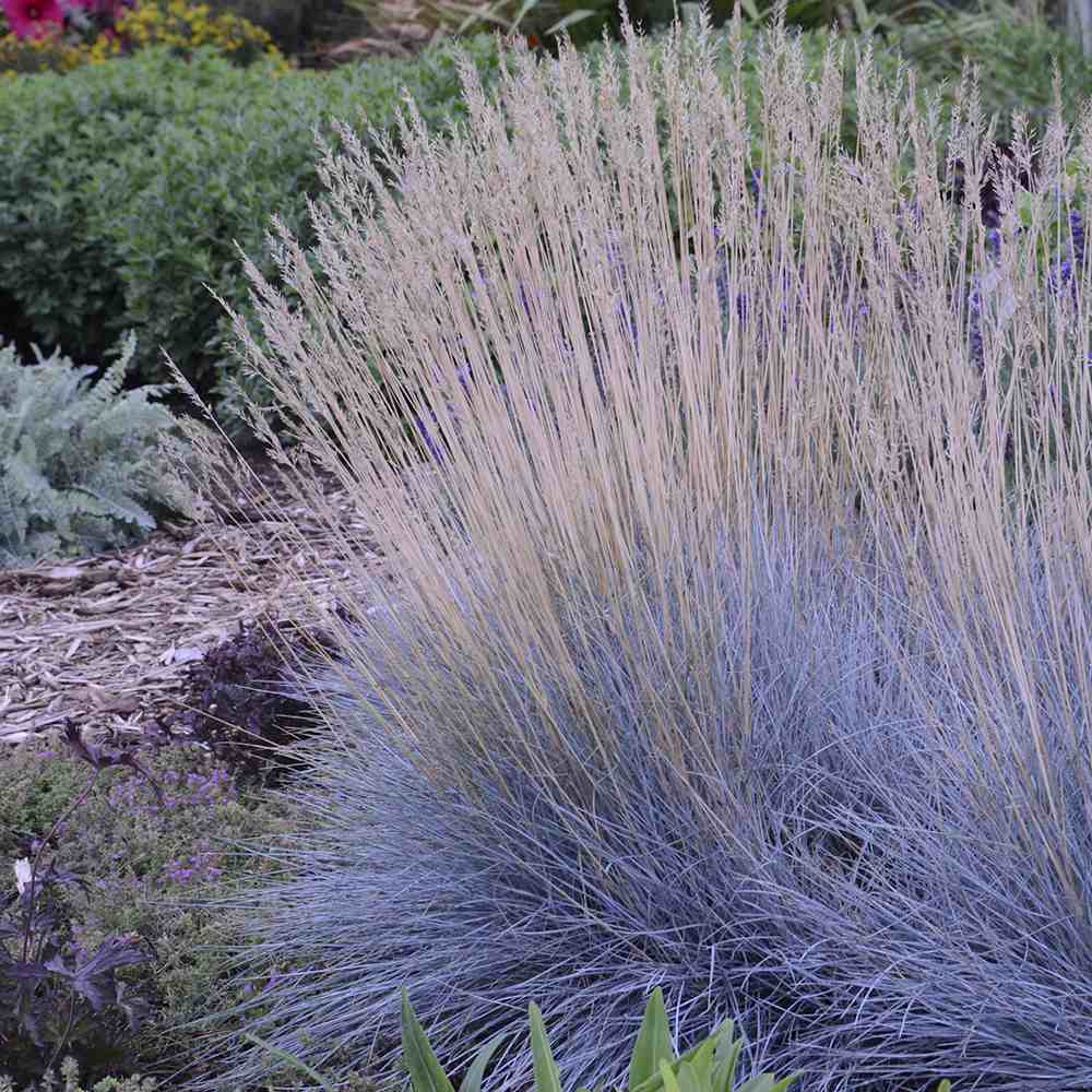 Black Friday - Reduceri Festuca Glauca (Iarba Albastra) Intens Blue Promotie