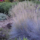 Festuca Glauca (Iarba Albastra) Intens Blue - VERDENA - 30 cm inaltime, ghiveci de 3 l