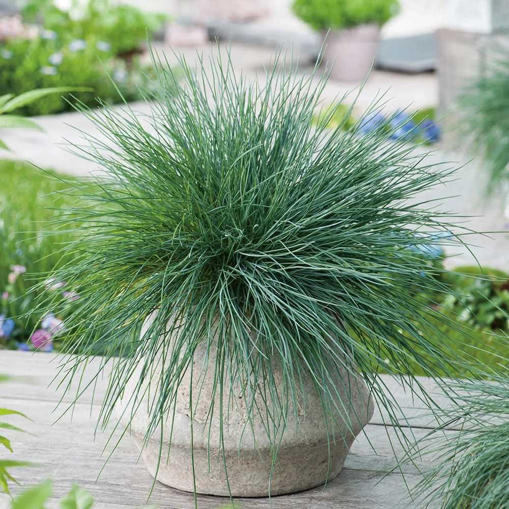 Festuca Glauca (Iarba Albastra) Intens Blue