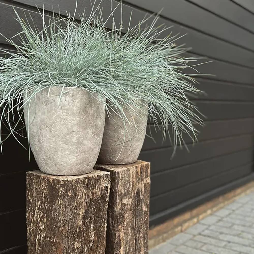 Black Friday - Reduceri Festuca Glauca (Iarba Albastra) Intens Blue Promotie