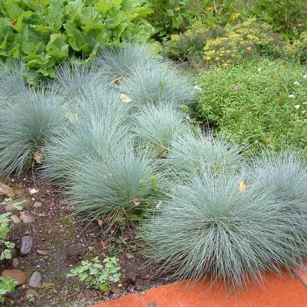 Festuca Glauca (Iarba Albastra) Intens Blue - VERDENA - 30 cm inaltime, ghiveci de 3 l