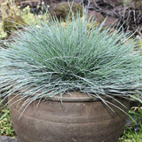 Festuca Glauca (Iarba Albastra) Intens Blue