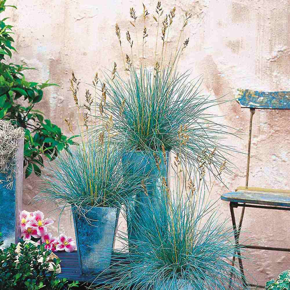 Black Friday - Reduceri Festuca Glauca (Iarba Albastra) Intens Blue Promotie