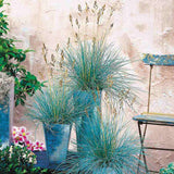 Festuca Glauca (Iarba Albastra) Intens Blue