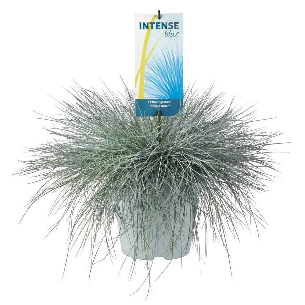 Festuca Glauca (Iarba Albastra) Intens Blue, iarba decorativa albastru intens, compacta, ideala pentru borduri si gradini rock, rezistenta la seceta