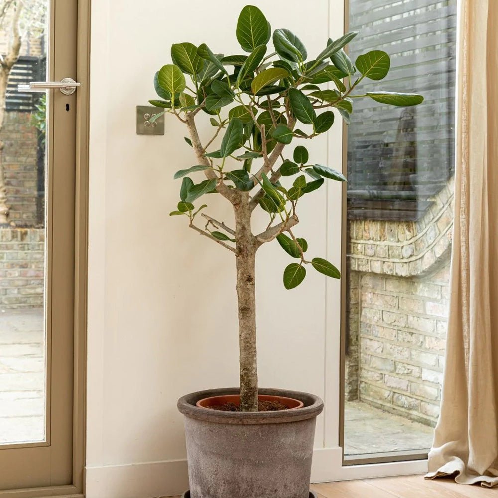 Ficus Audrey - Tip Copac cu tulpina impletita, ficus de apartament cu frunze verzi mari catifelate - 110-120 cm