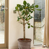 Ficus Audrey - Tip Copac cu tulpina impletita, ficus de apartament cu frunze verzi mari catifelate - 110-120 cm