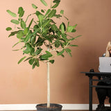 Ficus Audrey - Tip Copac cu tulpina impletita, ficus de apartament cu frunze verzi mari catifelate - 110-120 cm