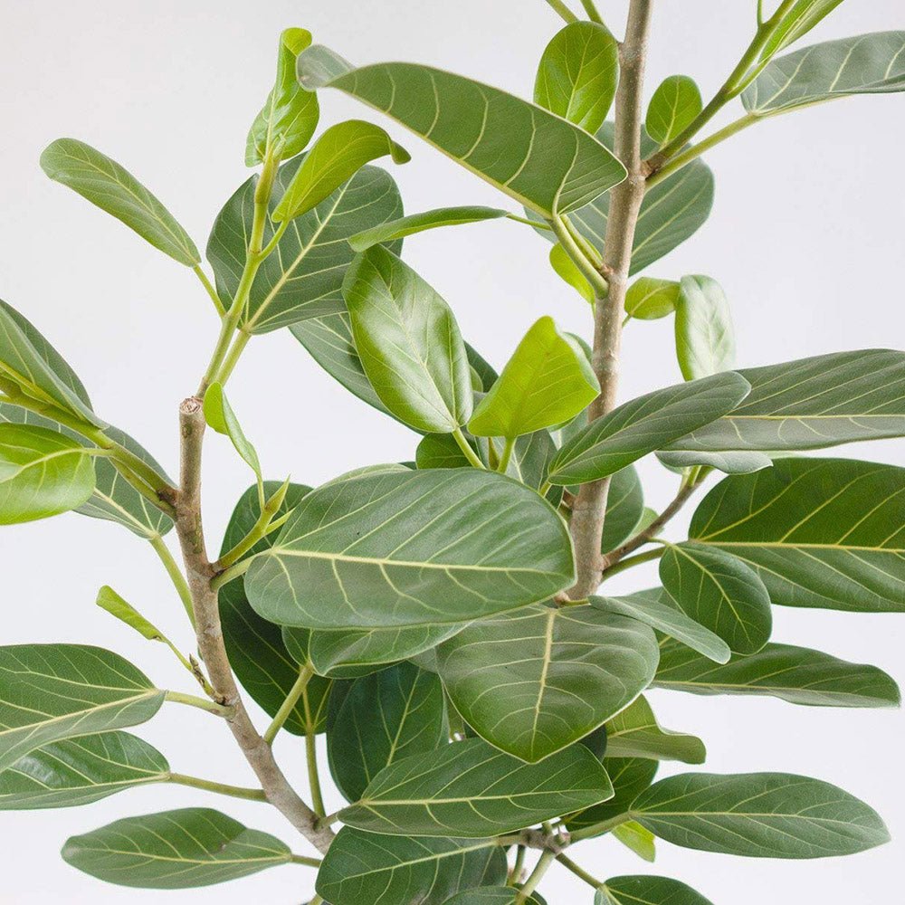 Ficus Audrey - Tip Copac cu tulpina impletita, ficus de apartament cu frunze verzi mari catifelate - 110-120 cm
