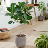 Ficus Audrey - Tip Copac cu tulpina impletita, ficus de apartament cu frunze verzi mari catifelate - 110-120 cm