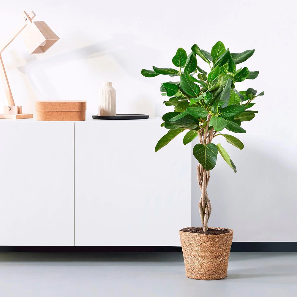 Ficus Audrey - Tip Copac cu tulpina impletita, ficus de apartament cu frunze verzi mari catifelate - 110-120 cm