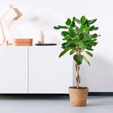 Ficus Audrey - Tip Copac cu tulpina impletita, ficus de apartament cu frunze verzi mari catifelate - 110-120 cm