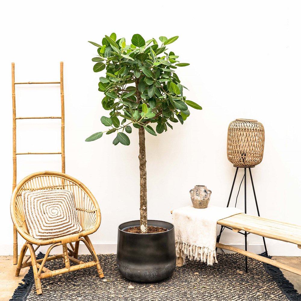 Ficus Audrey - Tip Copac cu tulpina impletita, ficus de apartament cu frunze verzi mari catifelate - 110-120 cm