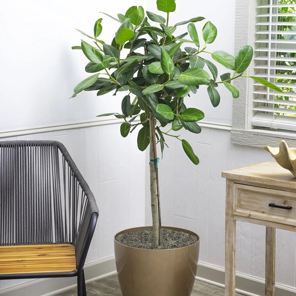 Ficus Audrey - Tip Copac cu tulpina impletita, ficus de apartament cu frunze verzi mari catifelate - 110-120 cm