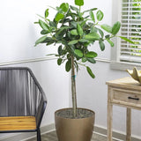Ficus Audrey - Tip Copac cu tulpina impletita, ficus de apartament cu frunze verzi mari catifelate - 110-120 cm