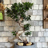 Ficus Bonsai Ginseng Forma Spirala, 70 cm, bonsai decorativ, planta de interior, purificator aer