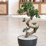 Ficus Bonsai Ginseng Forma Spirala, 70 cm, bonsai decorativ, planta de interior, purificator aer