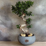 Ficus Bonsai Ginseng Forma Spirala, 70 cm, bonsai decorativ, planta de interior, purificator aer