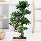 Ficus Bonsai Ginseng Forma Spirala, 70 cm, bonsai decorativ, planta de interior, purificator aer