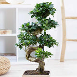 Ficus Bonsai Ginseng Forma Spirala, 180 cm, bonsai decorativ, planta de interior, purificator aer