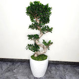 Ficus Bonsai Ginseng Forma Spirala, 180 cm, bonsai decorativ, planta de interior, purificator aer