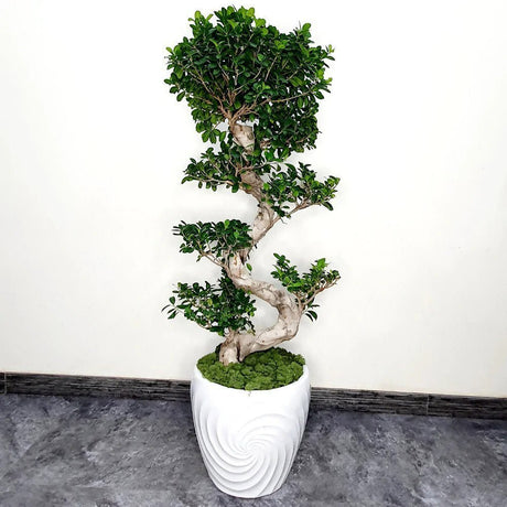 Ficus Bonsai Ginseng Forma Spirala, 160 cm, bonsai decorativ, planta de interior, purificator aer