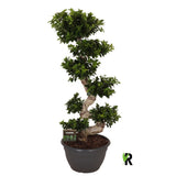 Ficus Bonsai Ginseng Forma Spirala, 160 cm, bonsai decorativ, planta de interior, purificator aer