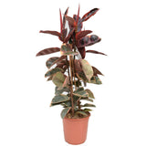 Arbore de Cauciuc, Ficus elastica Belize, planta de apartament cu frunze roz verzi si crem - 130 cm