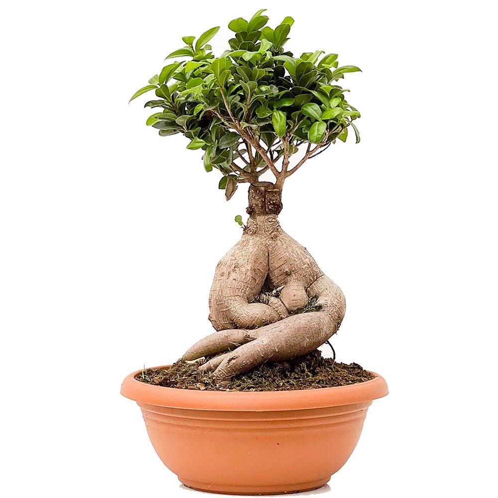 Ficus Bonsai Ginseng XL, cu radacini groase, planta de interior, purificator aer - 60 cm