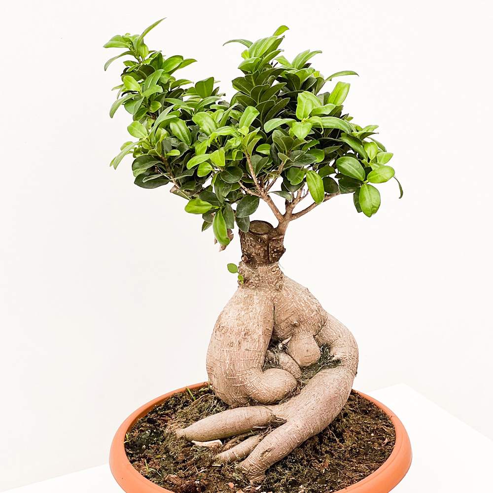 Ficus Bonsai Ginseng XL, cu radacini groase, planta de interior, purificator aer - 60 cm
