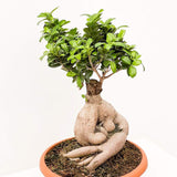 Ficus Bonsai Ginseng XL, cu radacini groase, planta de interior, purificator aer - 60 cm