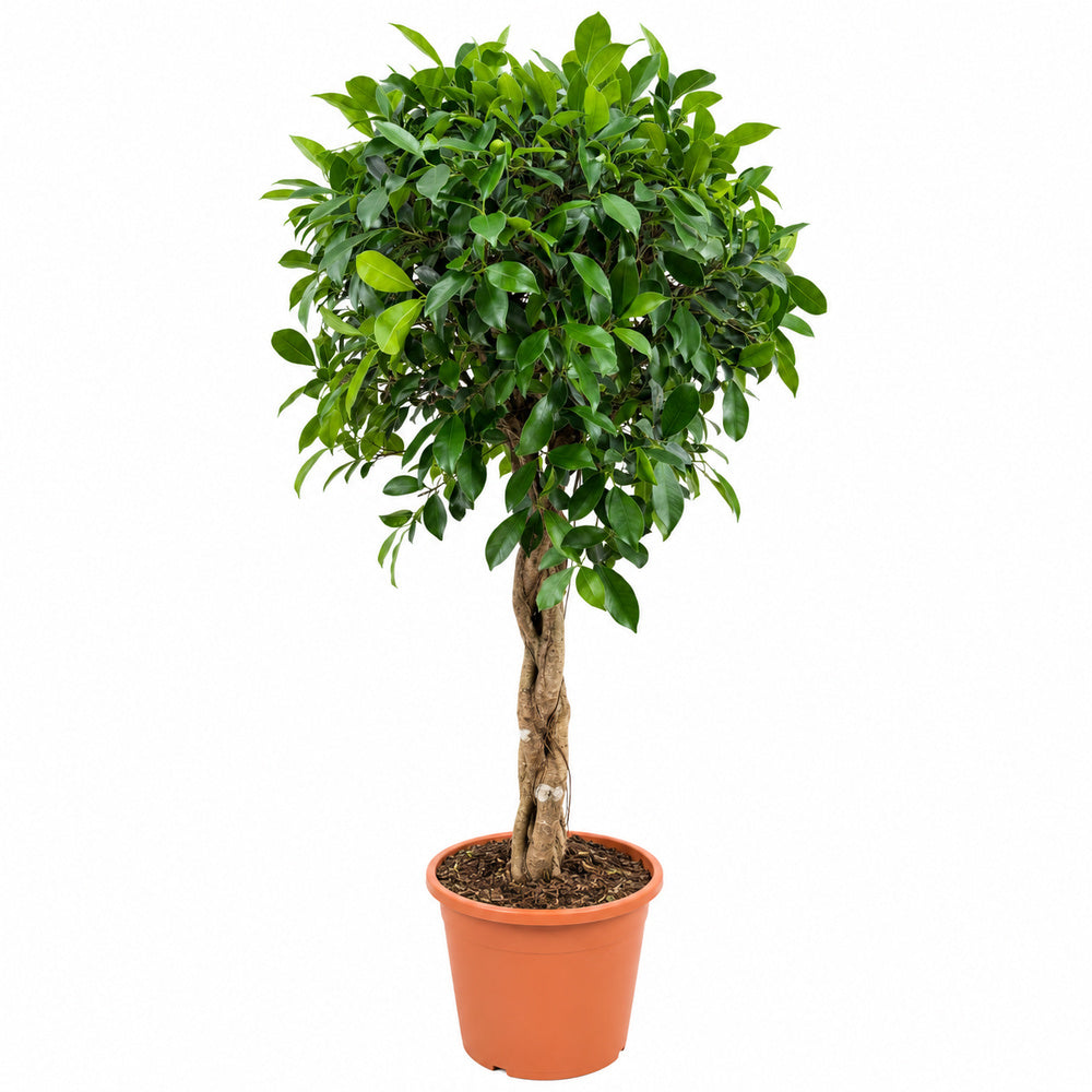 Ficus Nitida cu Tulpina Impletita, 120 cm, planta de interior cu coroana bogata si frunze verzi lucioase