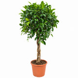 Ficus Nitida cu Tulpina Impletita, 120 cm, planta de interior cu coroana bogata si frunze verzi lucioase