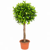 Ficus Nitida cu Tulpina Dreapta, 180 cm, planta de interior cu coroana bogata si frunze verzi lucioase