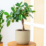 Ficus Bonsai Maya, cu tulpina impletita - 40 cm