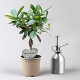 Ficus Bonsai Maya, cu tulpina impletita - 40 cm