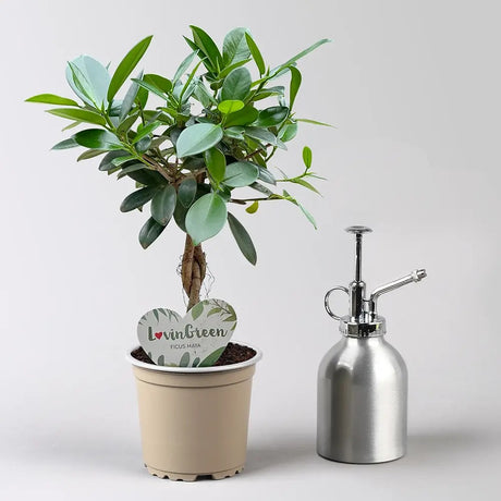 Ficus Bonsai Maya, cu tulpina impletita - 40 cm