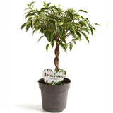 Ficus Benjamina, bonsai cu tulpina impletita , planta decorativa de apartament clasic - 35 cm