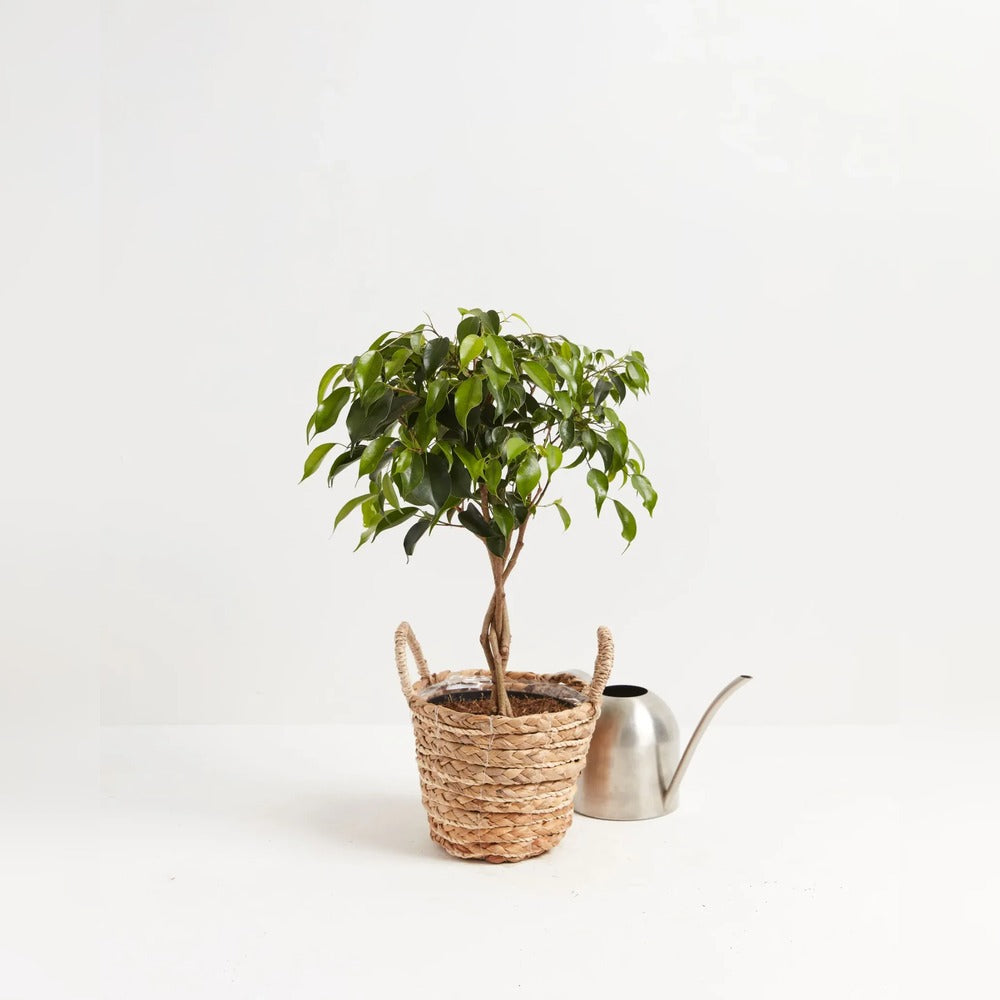 Ficus Benjamina, bonsai cu tulpina impletita , planta decorativa de apartament clasic - 35 cm