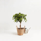 Ficus Benjamina, bonsai cu tulpina impletita , planta decorativa de apartament clasic - 35 cm