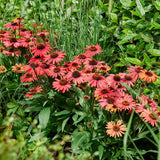 Echinacea Mooodz Devotion, cu flori roz intense, rezistenta la seceta, inflorire lunga