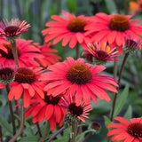 Echinacea Mooodz Devotion, cu flori roz intense, rezistenta la seceta, inflorire lunga