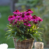 Echinacea purpurea Sunmagic Vintage Hot Pink, flori Roz Intens, inflorire lunga, rezistenta la seceta